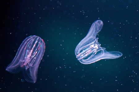 Ctenophora (comb jellies) are a phylum of animals that live in marine waters worldwide