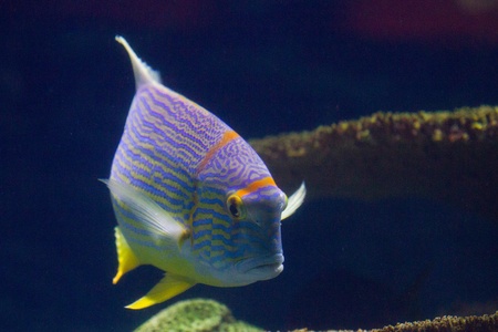 A striped ink, yellow and blue tropical fishの写真素材