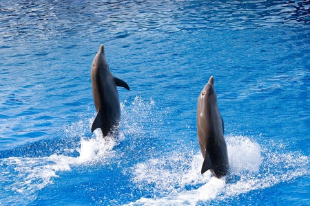 Dolphins' show at the Oceanographic (Valencian: L'Oceanogr&agrave,fic, Spanish: El...