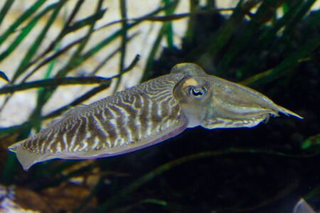 Cuttlefish (Sepiidae) are marine animals of the order Sepiida. They belong to the class Cephalopoda...