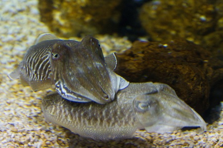 Cuttlefish (Sepiidae) are marine animals of the order Sepiida. They belong to the class Cephalopoda...