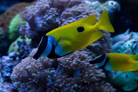 Foxface Rabbitfish (Siganus vulpinus) in the aquarium