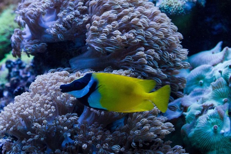 Foxface Rabbitfish (Siganus vulpinus) in the aquariumの写真素材