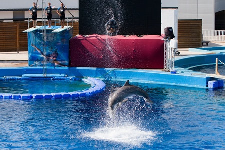 Dolphins' show at the Oceanographic (Valencian: L'Oceanogràfic, Spanish: El Oceonográfico) in The City of Arts and Sciences (Valencian: Ciutat de les Arts i les Ciències, Spanish: Ciudad de las Artes y las Ciencias) on July 28, 2011 in Valencia, Spainのeditorial素材