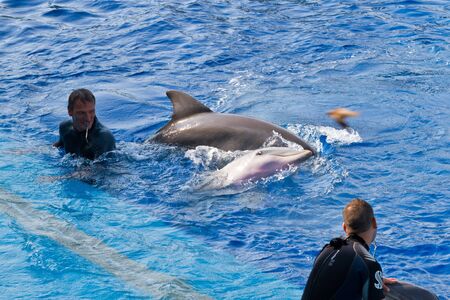 Dolphins' show at the Oceanographic (Valencian: L'Oceanogràfic, Spanish: El Oceonográfico) in The City of Arts and Sciences (Valencian: Ciutat de les Arts i les Ciències, Spanish: Ciudad de las Artes y las Ciencias) on July 28, 2011 in Valenciaのeditorial素材