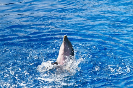 Dolphins' show at the Oceanographic (Valencian: L'Oceanogràfic, Spanish: El Oceonográfico) in The City of Arts and Sciences (Valencian: Ciutat de les Arts i les Ciències, Spanish: Ciudad de las Artes y las Ciencias) on July 28, 2011 in Valenciaのeditorial素材