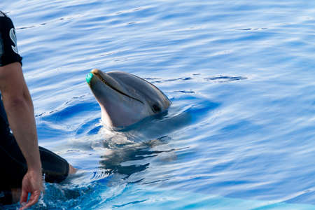 Dolphins' show at the Oceanographic (Valencian: L'Oceanogràfic, Spanish: El Oceonográfico) in The City of Arts and Sciences (Valencian: Ciutat de les Arts i les Ciències, Spanish: Ciudad de las Artes y las Ciencias) on July 28, 2011 in Valencia, Spainのeditorial素材