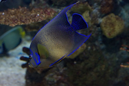 Blue tropical fish underwaterの写真素材