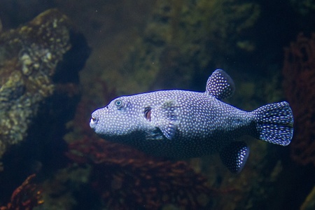 The White-Spotted puffer fish