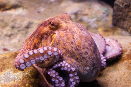Sepia is a genus of cuttlefish in the family Sepiidae encompassing some of the best known and most common species. The cuttlebone is relatively ellipsoid in shape. The name of the genus is the Latinized form of the Ancient Greek &#963;&#951;&#960;&#943;&#の写真素材
