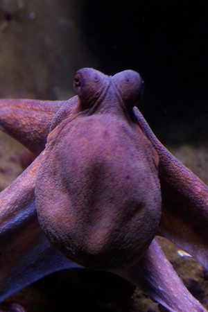 Sepia is a genus of cuttlefish in the family Sepiidae encompassing some of the best known and most common species. The cuttlebone is relatively ellipsoid in shape. The name of the genus is the Latinized form of the Ancient Greek &#963;&#951;&#960;&#943;&#の写真素材