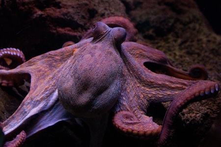 Sepia is a genus of cuttlefish in the family Sepiidae encompassing some of the best known and most common species. The cuttlebone is relatively ellipsoid in shape. The name of the genus is the Latinized form of the Ancient Greek &#963;&#951;&#960;&#943;&#の写真素材