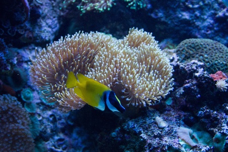 Foxface Rabbitfish (Siganus vulpinus) in the aquarium
