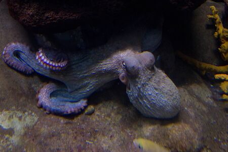 Sepia is a genus of cuttlefish in the family Sepiidae encompassing some of the best known and most common species. The cuttlebone is relatively ellipsoid in shape. The name of the genus is the Latinized form of the Ancient Greek &#963;&#951;&#960;&#943;&#の写真素材