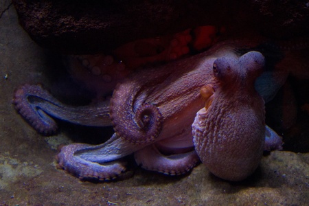 Sepia is a genus of cuttlefish in the family Sepiidae encompassing some of the best known and most common species. The cuttlebone is relatively ellipsoid in shape. The name of the genus is the Latinized form of the Ancient Greek &#963;&#951;&#960;&#943;&#の写真素材