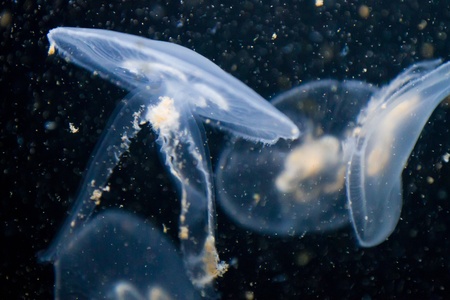 Aurelia aurita (moon jelly, moon jellyfish, common jellyfish, saucer jelly). The medusa is translucent, usually about 25-40 cm across, and can be recognized by its four horseshoe-shaped gonads that are easily seen through the top of the bell.の写真素材