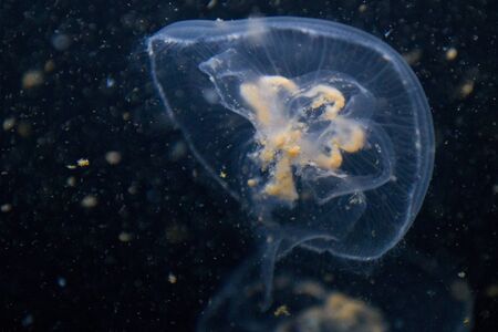 Aurelia aurita (moon jelly, moon jellyfish, common jellyfish, saucer jelly). The medusa is...