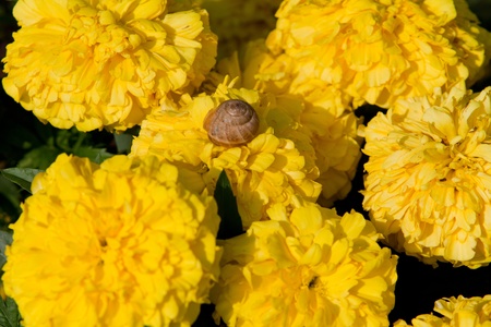 Snail on yellow flowersの写真素材