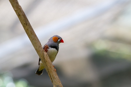 Close-up of a colorful parrot