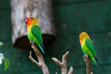 Close-up of a colorful parrot
