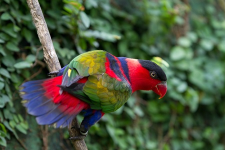 Close-up of a colorful parrotの写真素材