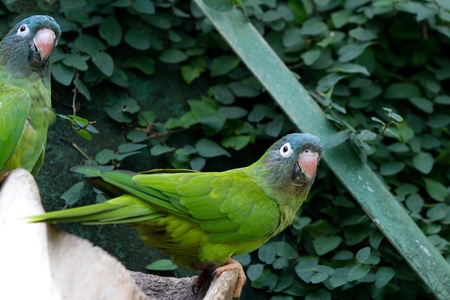 Close-up of a colorful parrotの写真素材