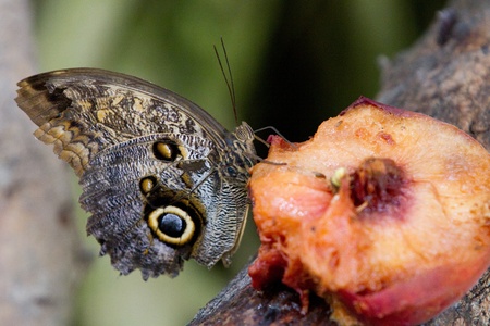Butterfly Closeup