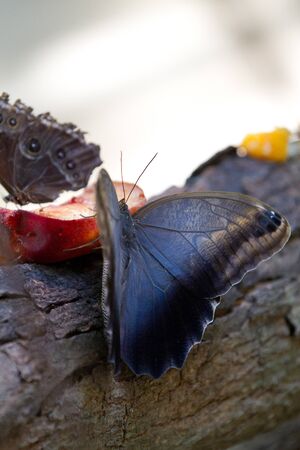 Butterfly Closeup