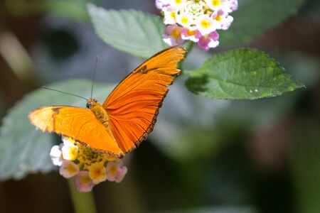 Close-up of an orange butterflyの写真素材