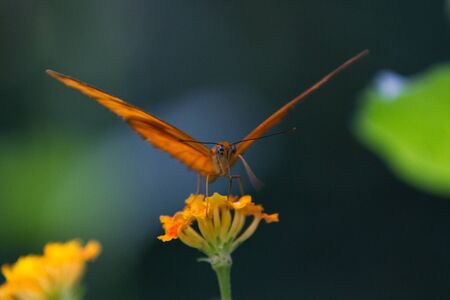Close-up of an orange butterfly