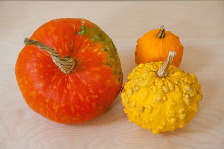 Orange pumpkin with white orchid flowerの写真素材