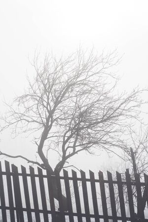 Winter trees in the dense fogの写真素材