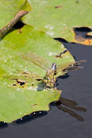 Dragon Flies (Anisoptera) and Damselflies (Zygoptera) next to waterのeditorial素材