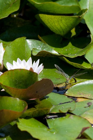 Dragon Flies (Anisoptera) and Damselflies (Zygoptera) next to waterのeditorial素材