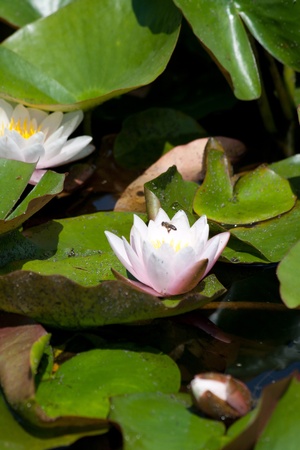 Dragon Flies (Anisoptera) and Damselflies (Zygoptera) next to waterのeditorial素材