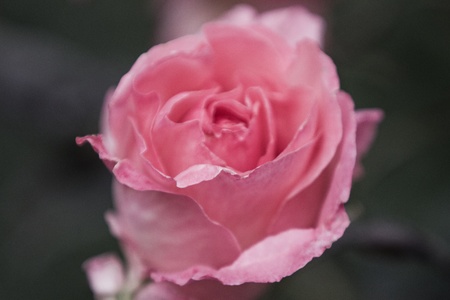 Pink rosesの写真素材