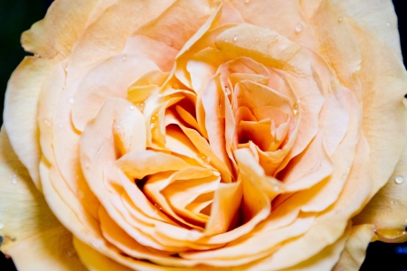 Close-up of orange rose  studio image の写真素材