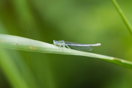 Common Bluetail Damselfly  dragonfly, Ischnura heterosticta の写真素材