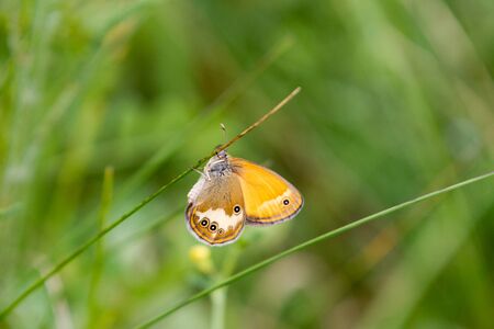 Close-up of an orange and grey Coenonympha glycerin Butterfly on a green plant