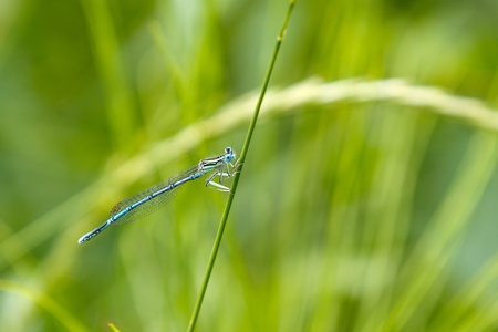 Common Bluetail Damselfly  dragonfly, Ischnura heterosticta 
