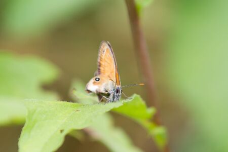 Orange, brown and golden High Brown Fritillary  Fabriciana adippe  butterfly, also called...