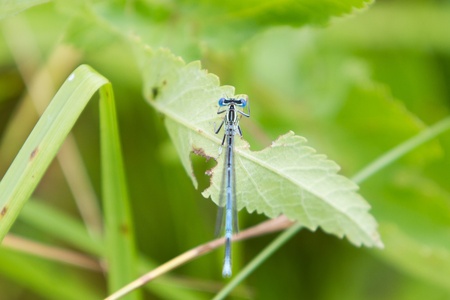 Common Bluetail Damselfly  dragonfly, Ischnura heterosticta 
