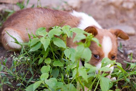 Brown and white puppy in the grassの写真素材