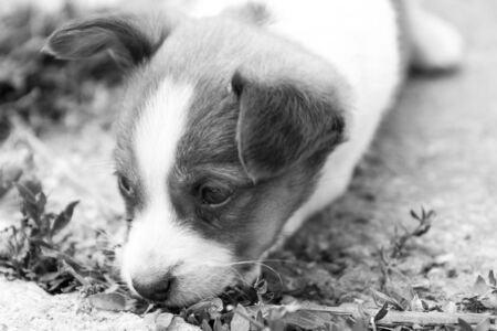 Brown and white puppy in the grassの写真素材