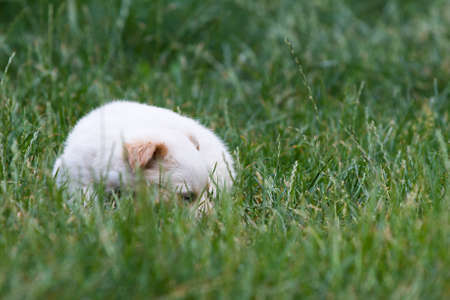 Brown and white puppy in the grassの写真素材