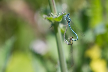 Common Bluetail Damselflies Mating  dragonfly, Ischnura heterosticta の写真素材