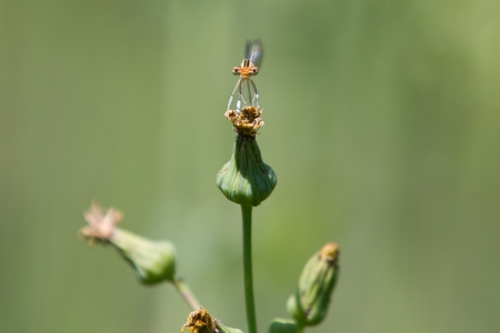 Common Bluetail Damselfly  dragonfly, Ischnura heterosticta の写真素材