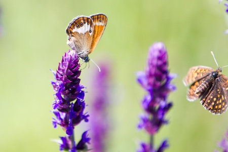 Close-up of an orange and grey Coenonympha glycerin Butterfly on a green plantの写真素材