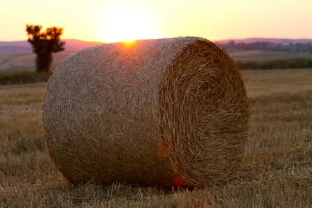 Bales of wheat straws, at the end of the summer 