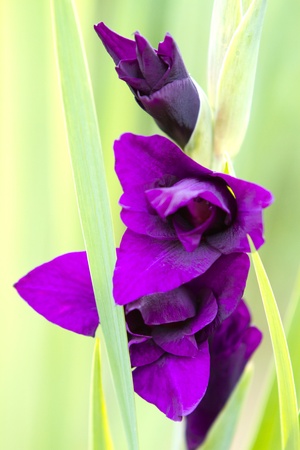 Violet Gladiolus  Sword lily  - Reminisce, Love and Precisionの写真素材